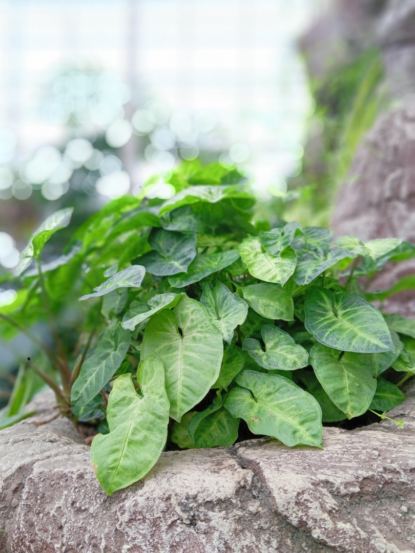 Сингониум в Ботаническом саду КемГУ