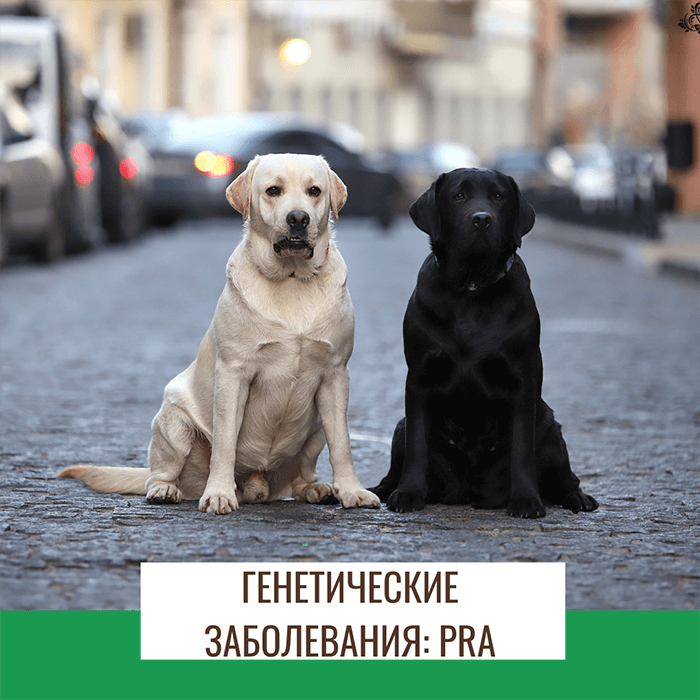 Генетические заболевания лабрадоров: prcd-PRA