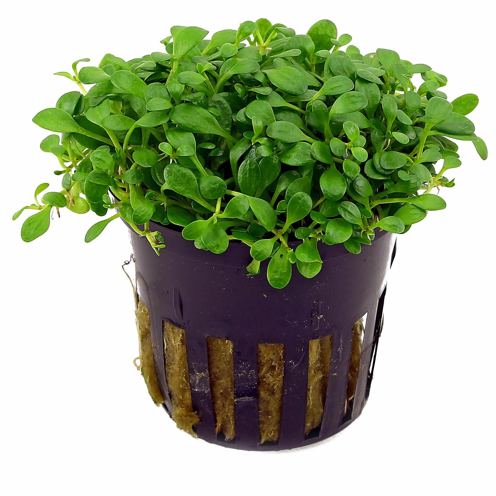 Глоссостигма