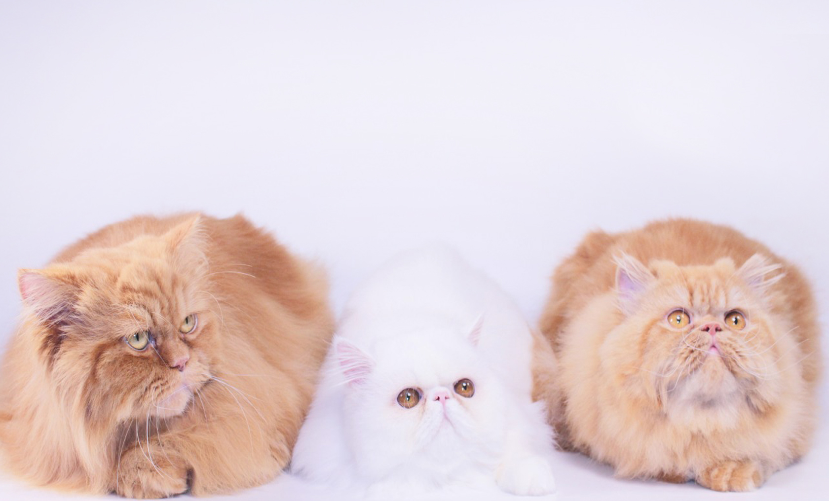 Груминг для кошек