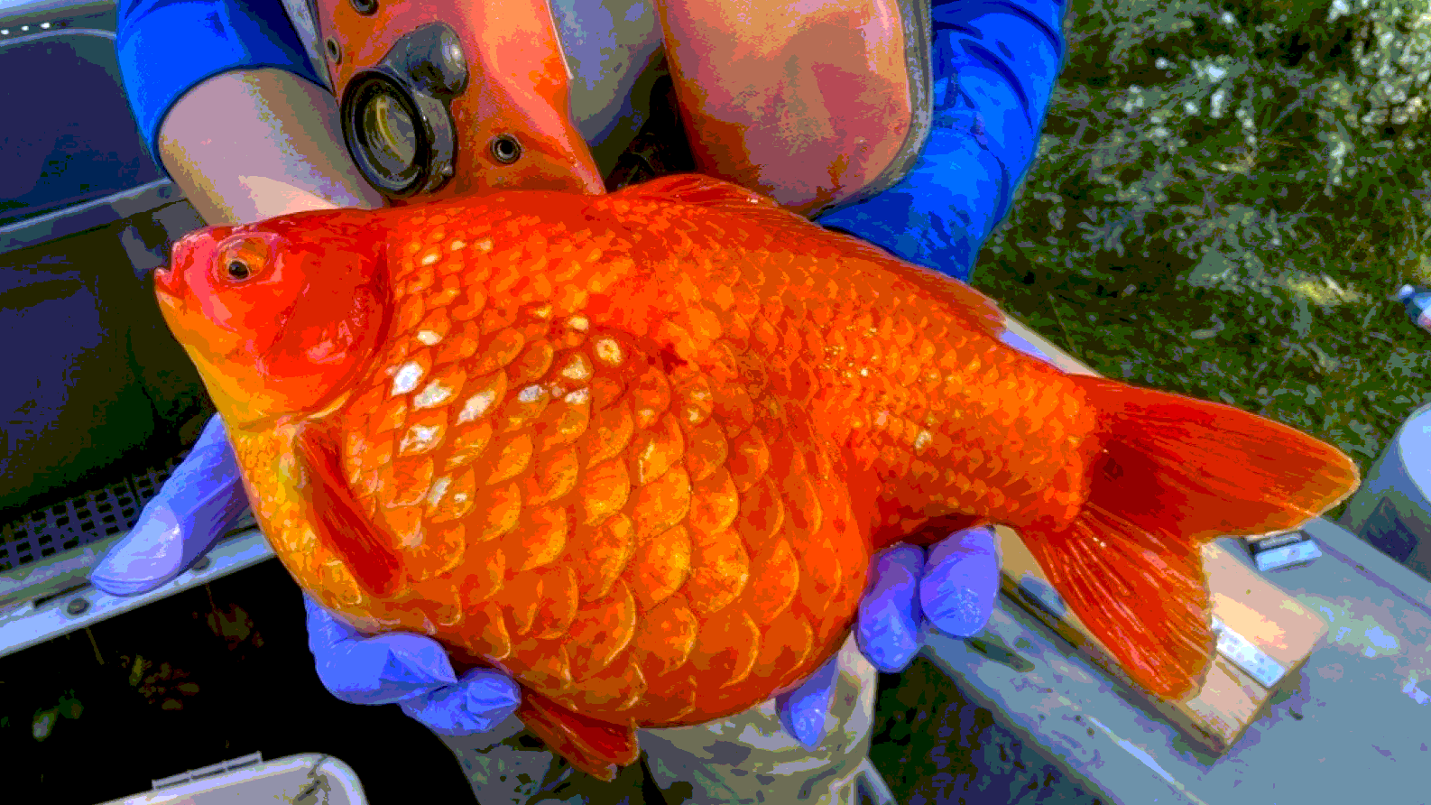 Огромная одичавшая золотая рыбка 