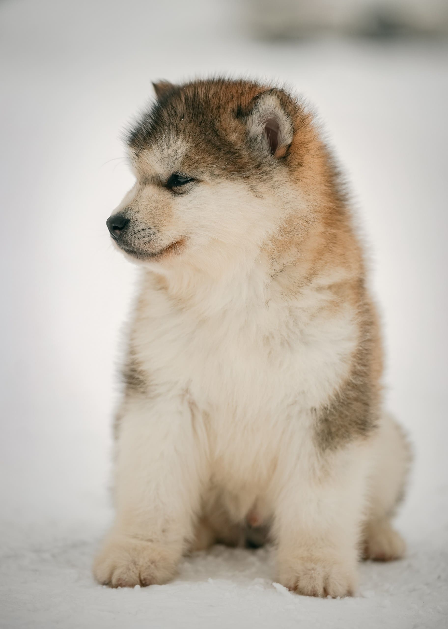 Nord Imperial Rising Sun gray-white male puppy