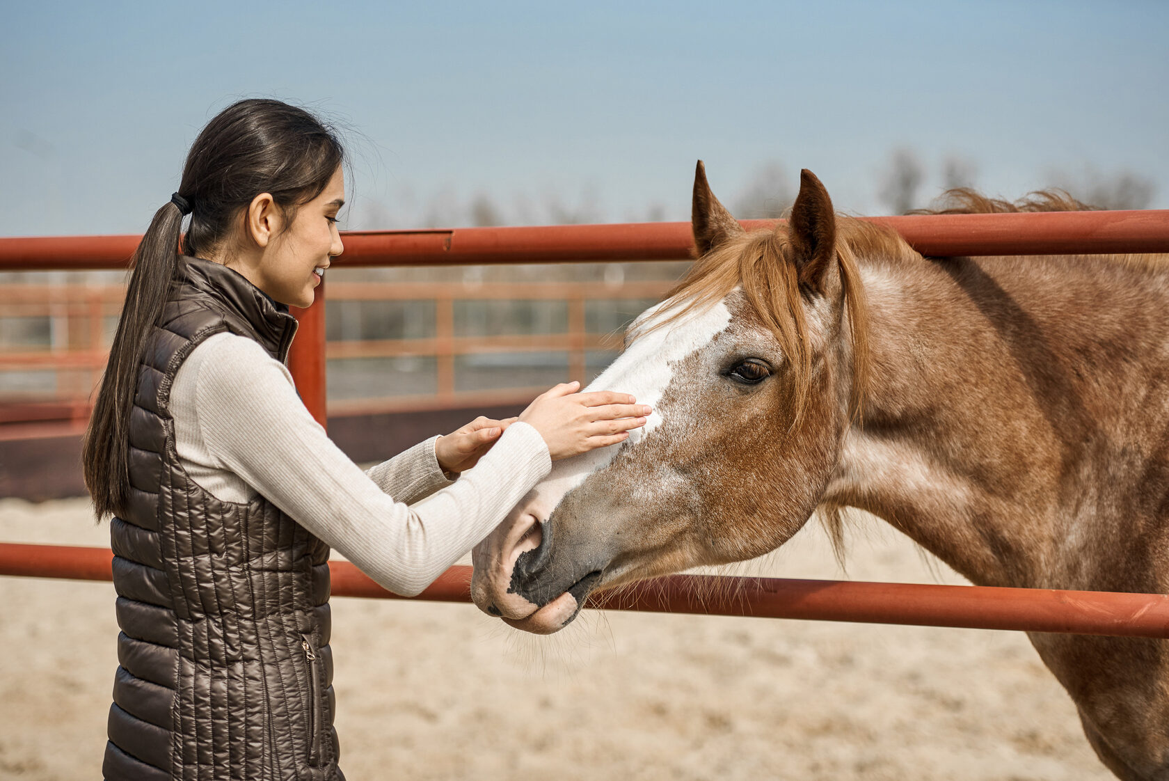 Аренда денников для лошадей – конноспортивный клуб Horse Village