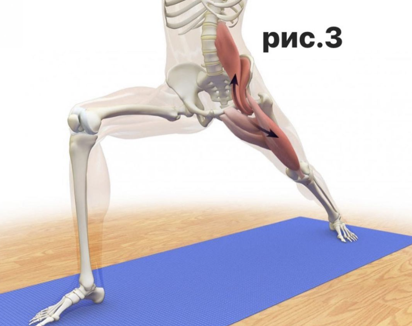 Ноги и мышцы все время. Растяжка подвздошно-поясничной мышцы. Подвздошно-поясничная мышца. PSOAS мышца. Подвздошно-поясничная мышца биомеханика.