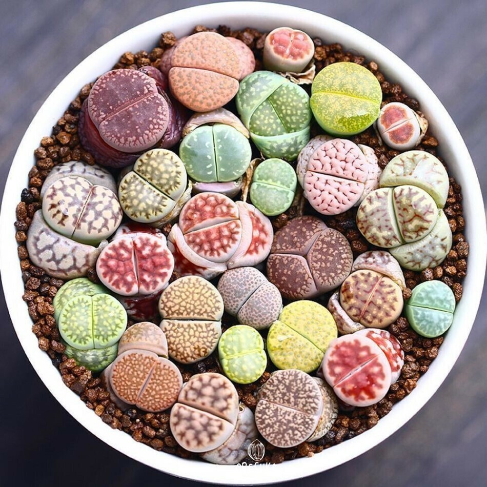 Lithops Seeds