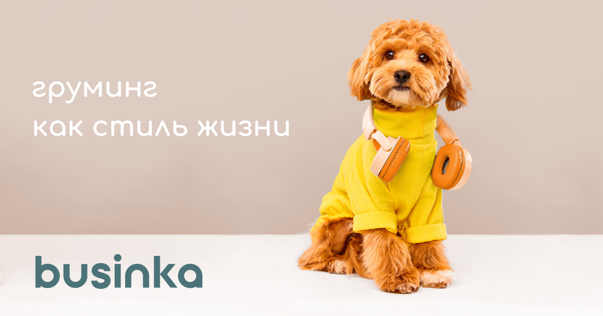 Businka: груминг для собак на Пресне и в Хамовниках| Москва