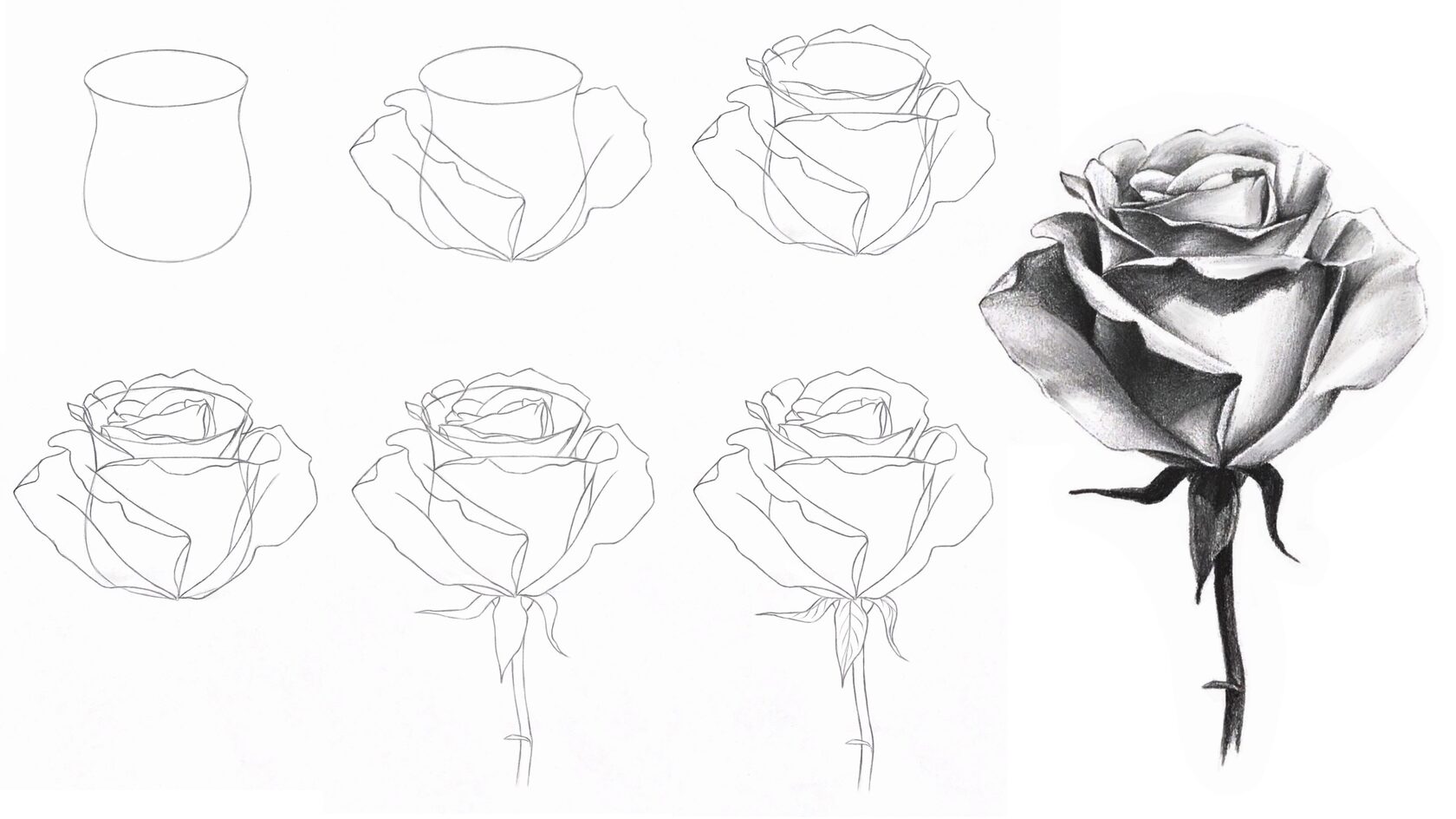 Как нарисовать розу карандашом новичку