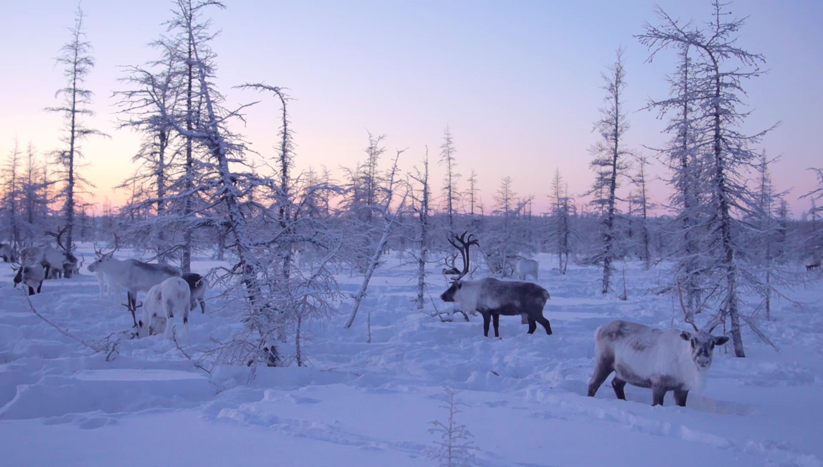 хозяин оленей
