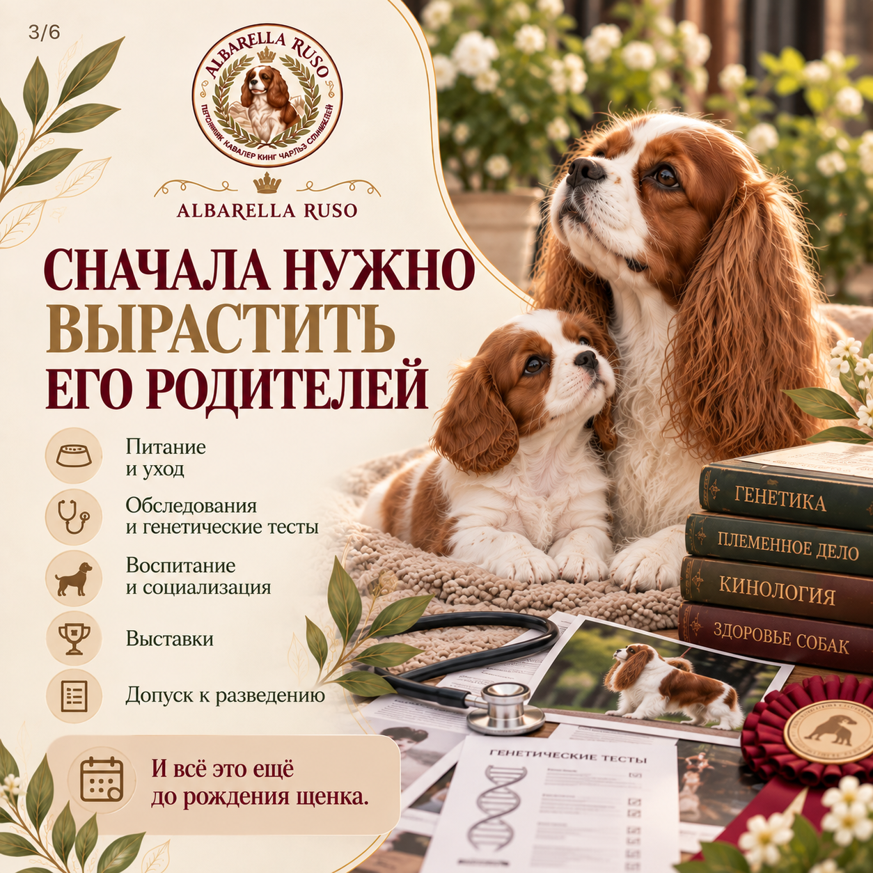 Сколько стоит племенной кобель