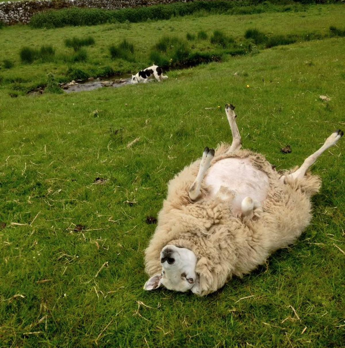 eco-friendly sheepskin products