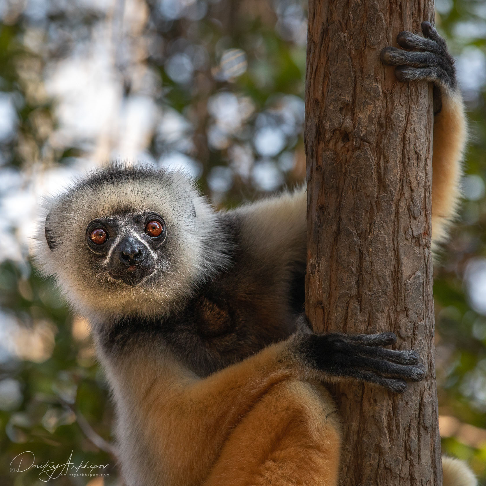 Самые смешные картинки мадагаскара