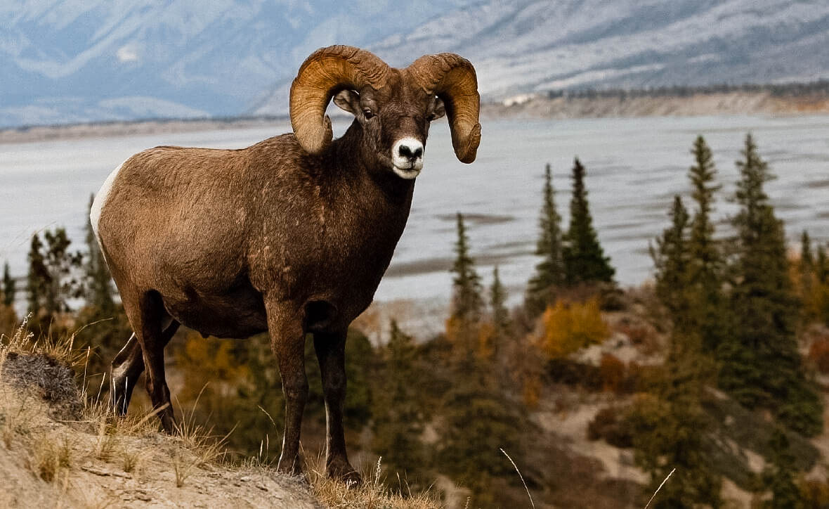 Алтайский заповедник