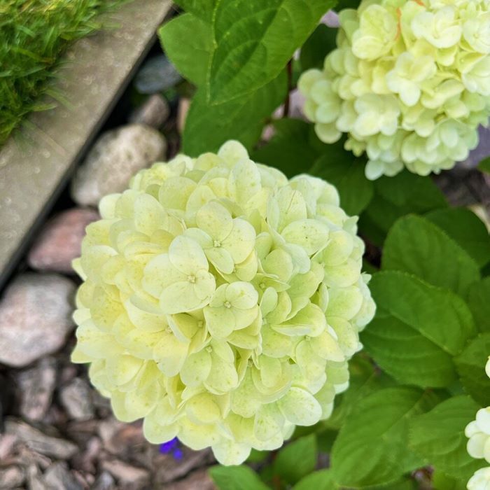 Гортензия метельчатая пандора