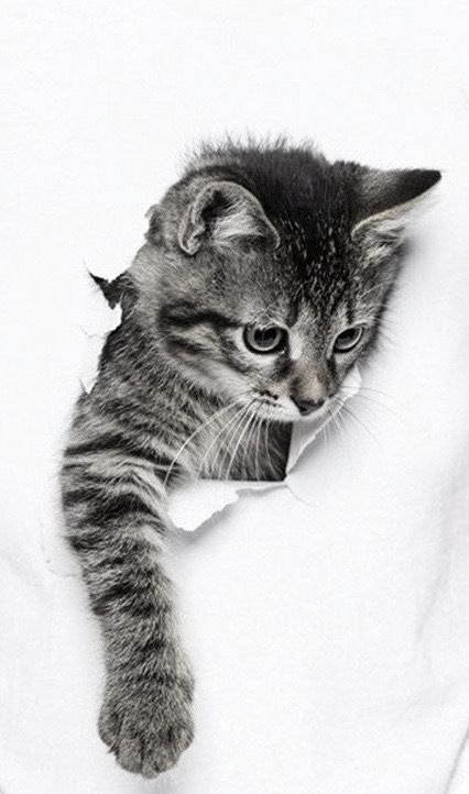 Котёнок — игра света и тени