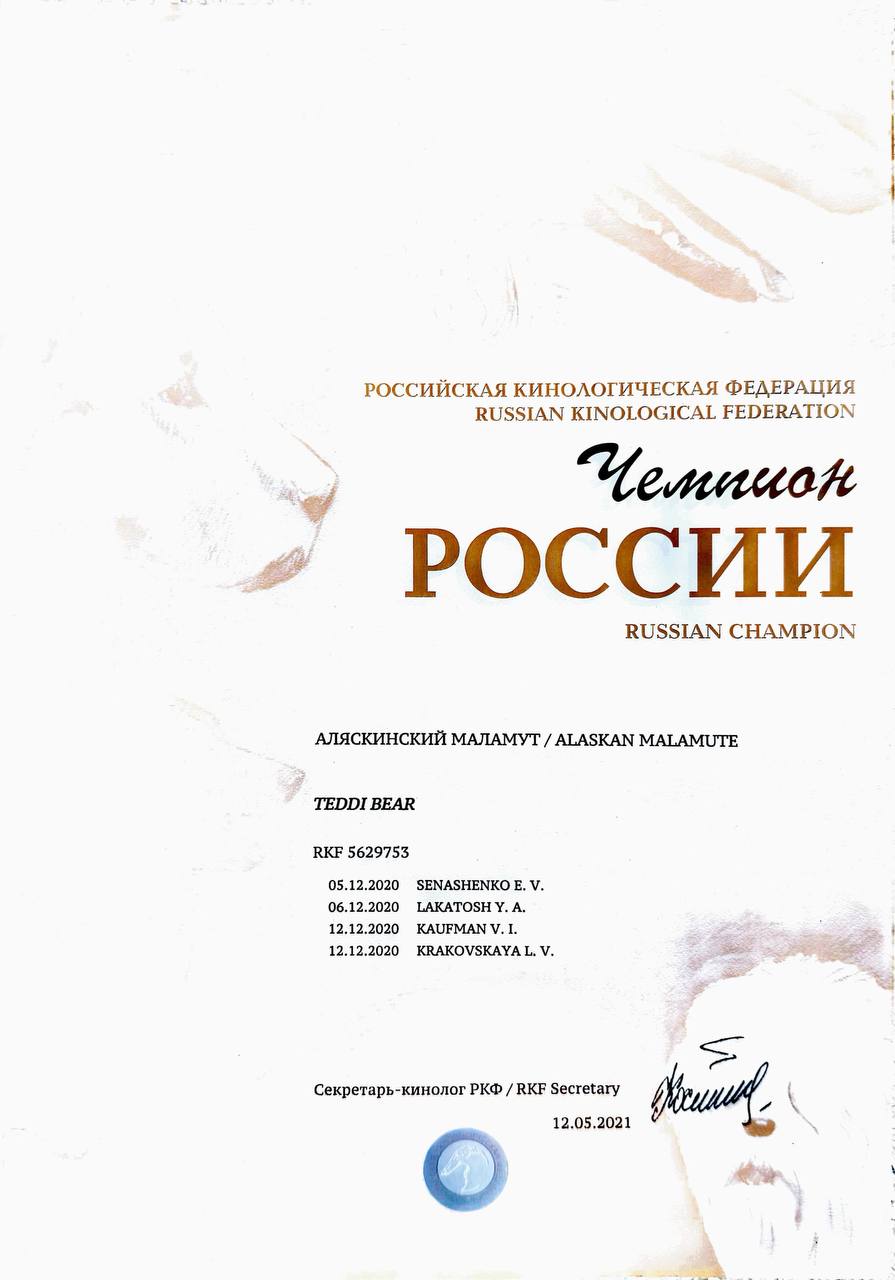 Russian Champion — alaskan malamute Teddi Bear from Nord Imperial