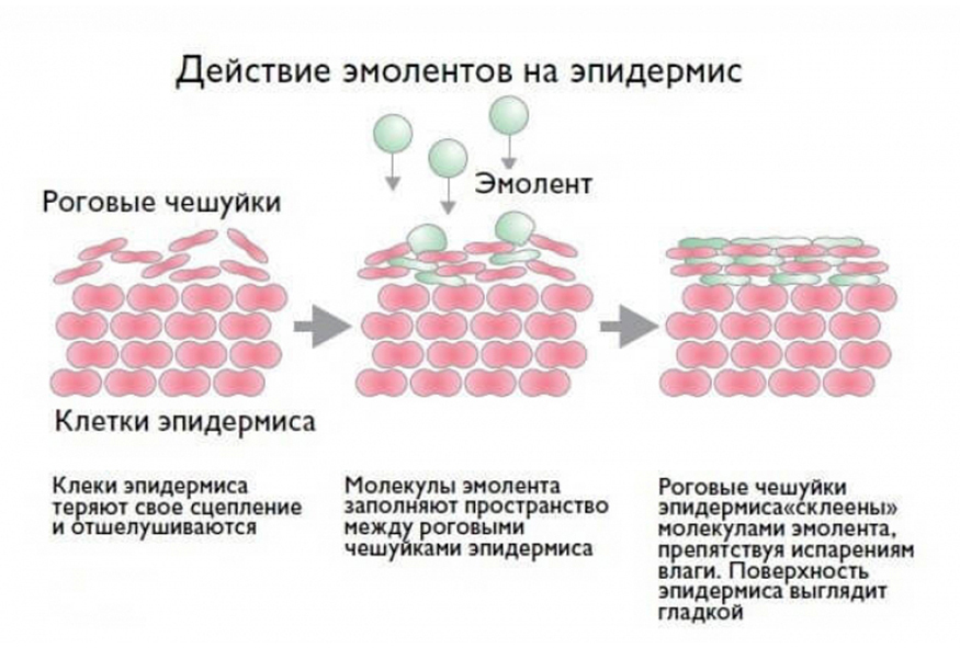 Клеки. Эмоленты. Действие эмолентов на эпидермис. Эмоленты для детей список. Крем восстанавливающий липидный слой кожи для детей.