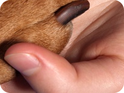 год стрижки когтей за 2500 в студии груминга My Dog Studio