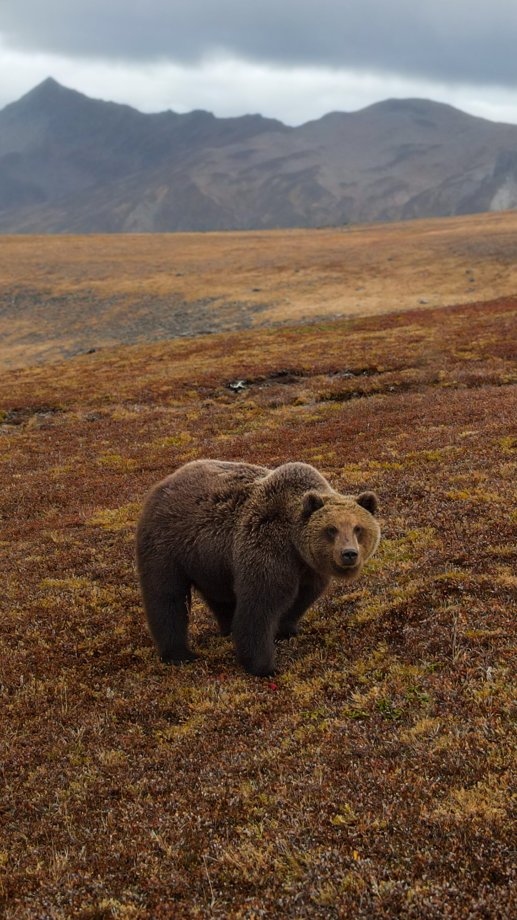 медведи Камчатки