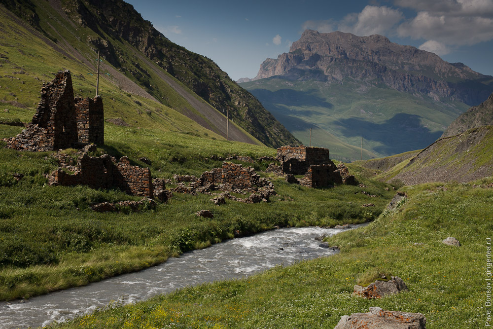 Северная осе