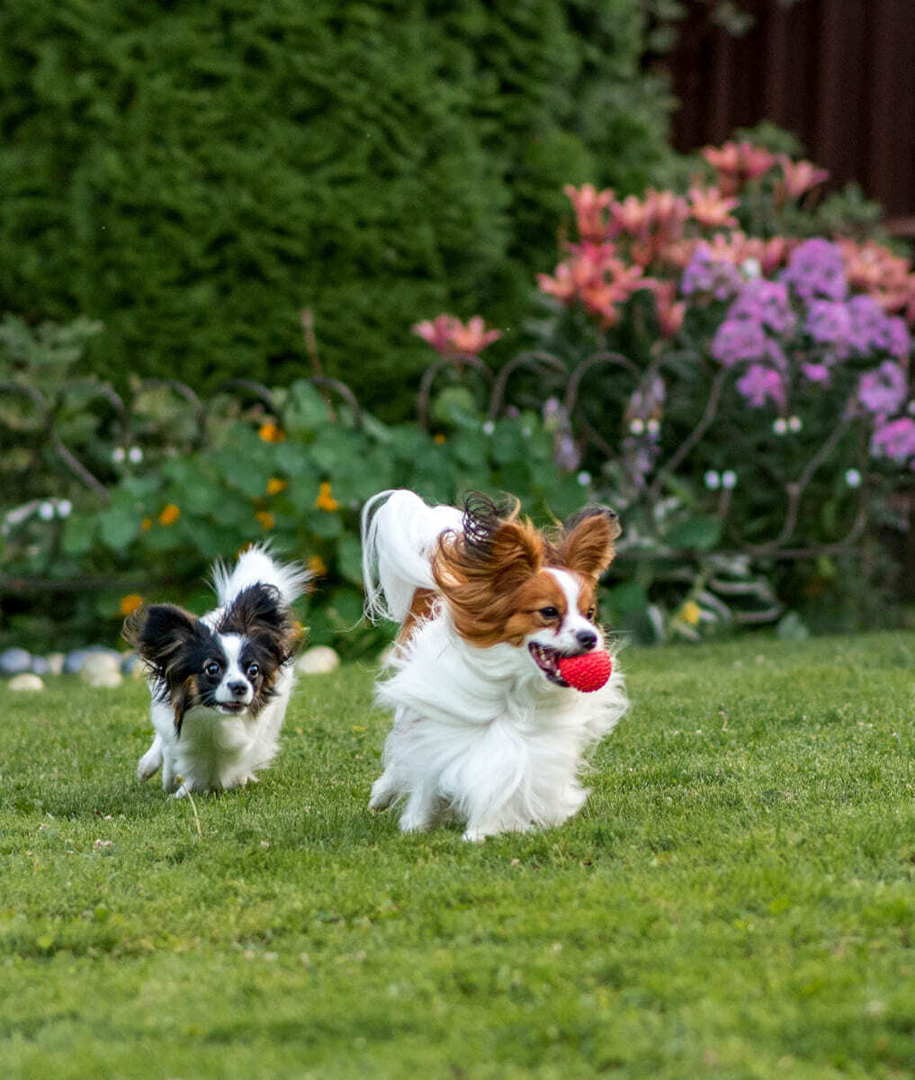 папийоны играют мячом на лужайке