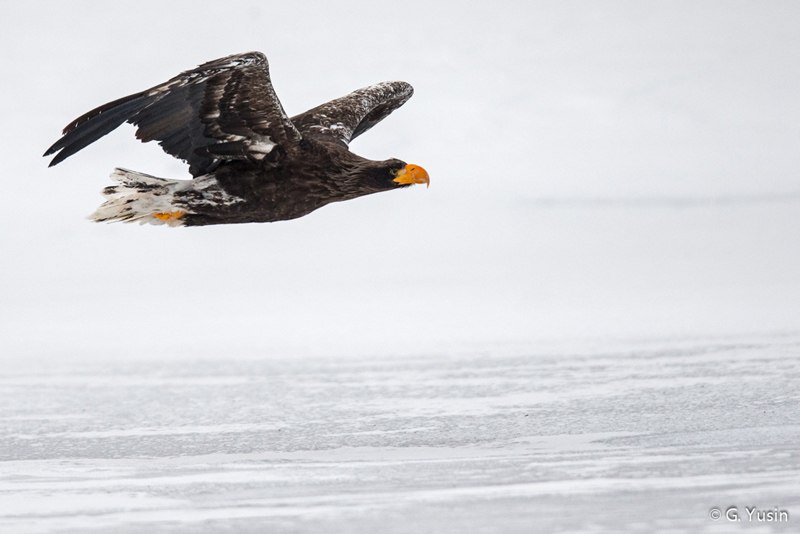 птицы Камчатки