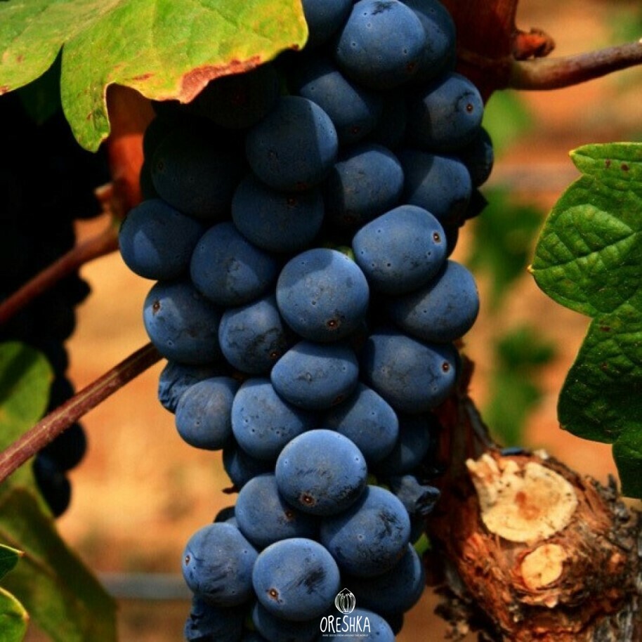 Сорта винограда изабелла с фото