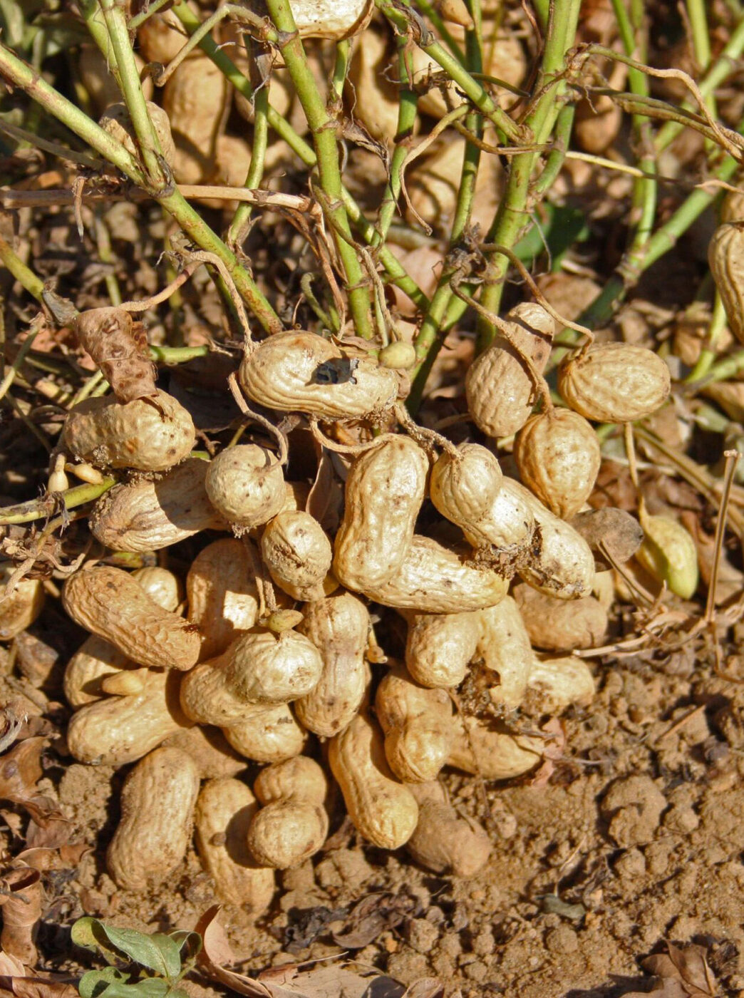 Что такое арахис и как он растёт. Давайте выясним.