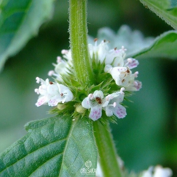 Seeds of gypsywort (Lycopus europaeus) — 50 pcs