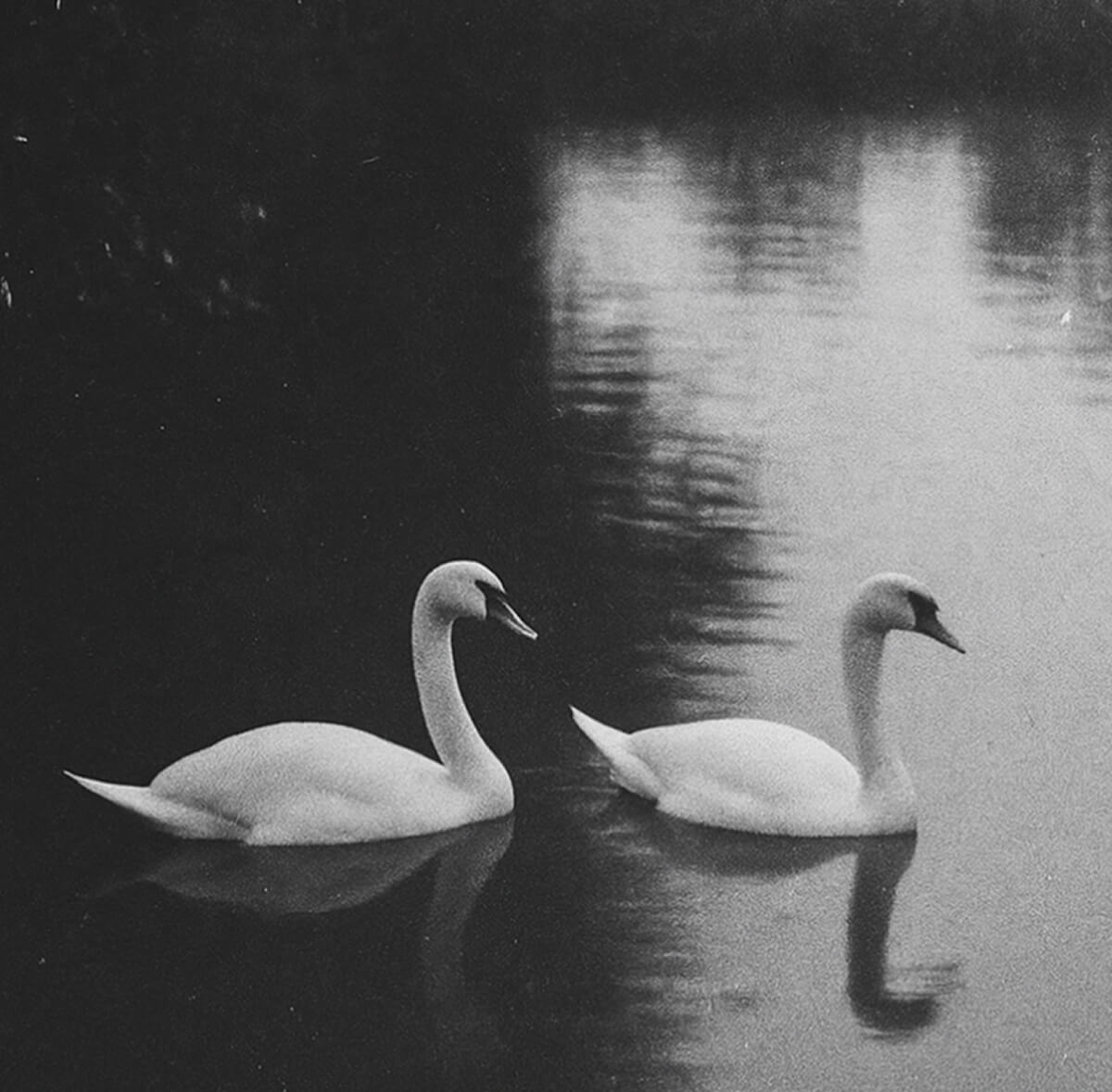 Swans as a symbol of AKKY cafe in Almaty – a contemporary revival of the legendary Akku cafe