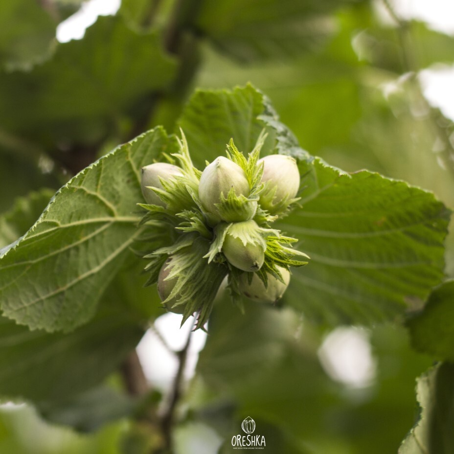 Corylus maxima spring catkins flowers hazelnut shrub erect sparse crown