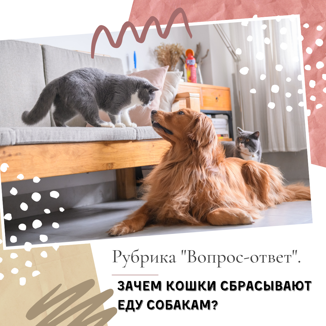 Стихи о котах. Мурчание кота. Кот спит с хозяйкой. Кошка спит на человеке. Почему кот всегда рядом.