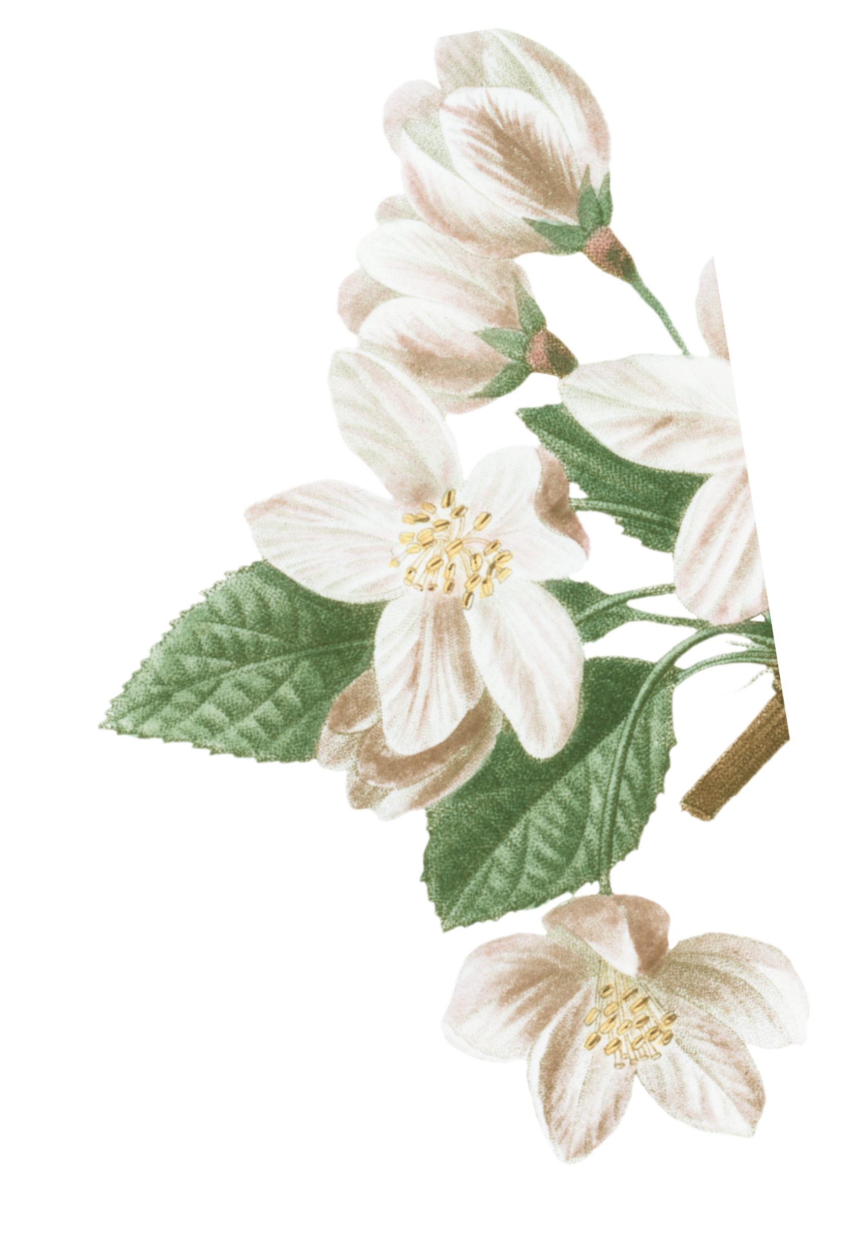 натуральная косметика, магазин профессиональной косметики, крем для ног, крем для ног с мочевиной, крем для ног купить, масло для ногтей, масло монарды для ногтей, масло для ногтей купить, косметика для ногтей, дезодорант для ног