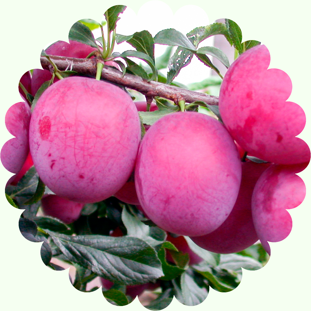 Алыча Кубанская комета