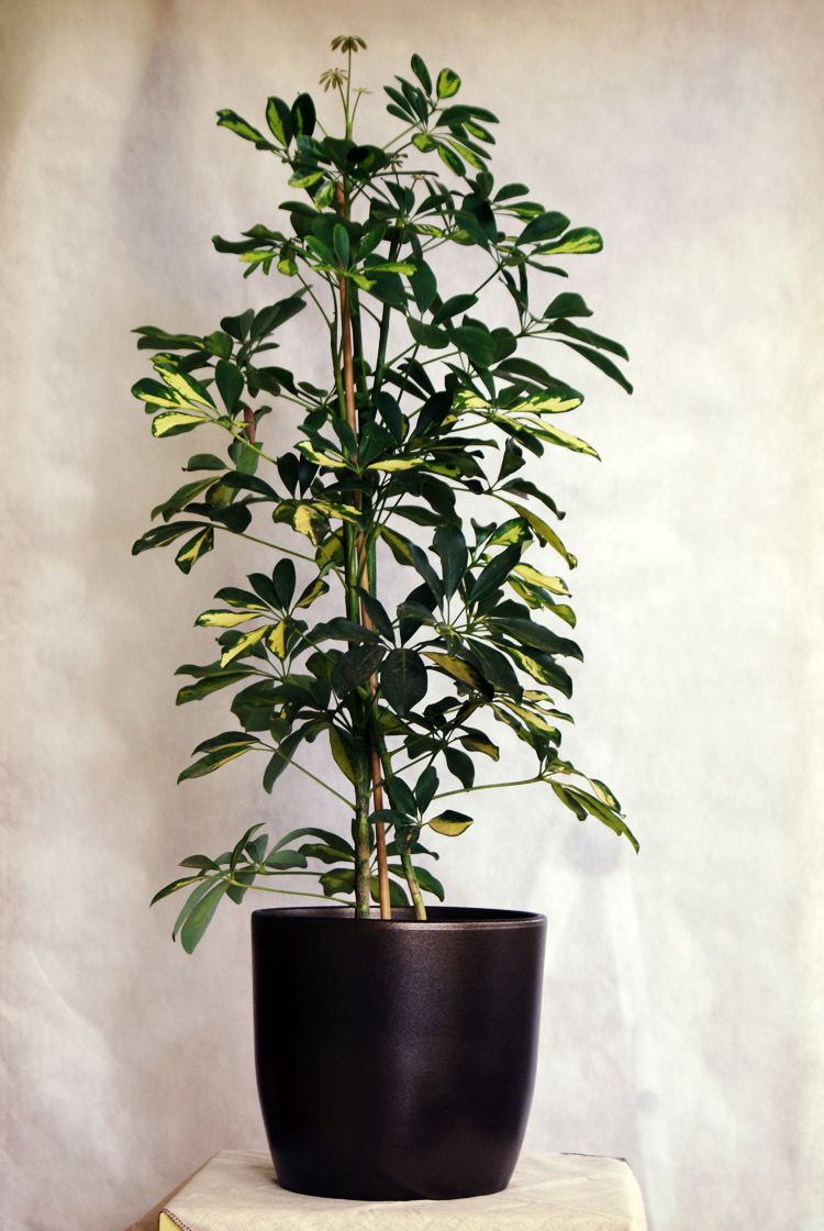 Potted plant on wooden shelf