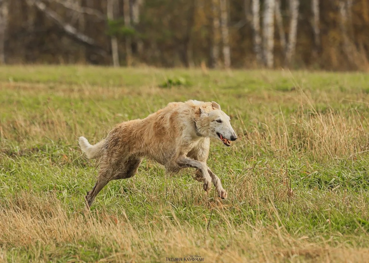 Русская псовая борзая, Курай, вл. Беляева Ю.