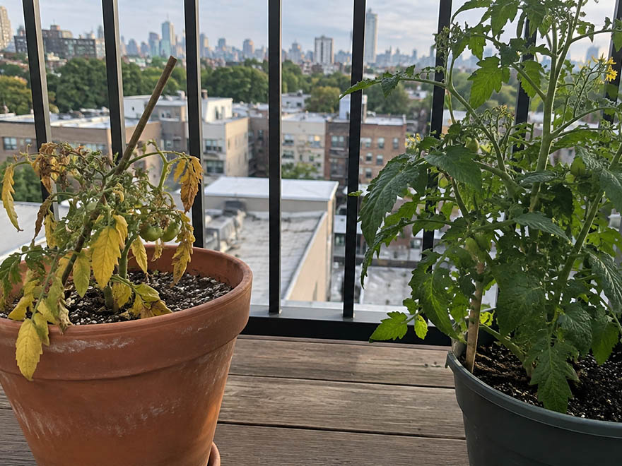 A wilting and a healthy potted plant on a balcony showing why container plants keep dying
