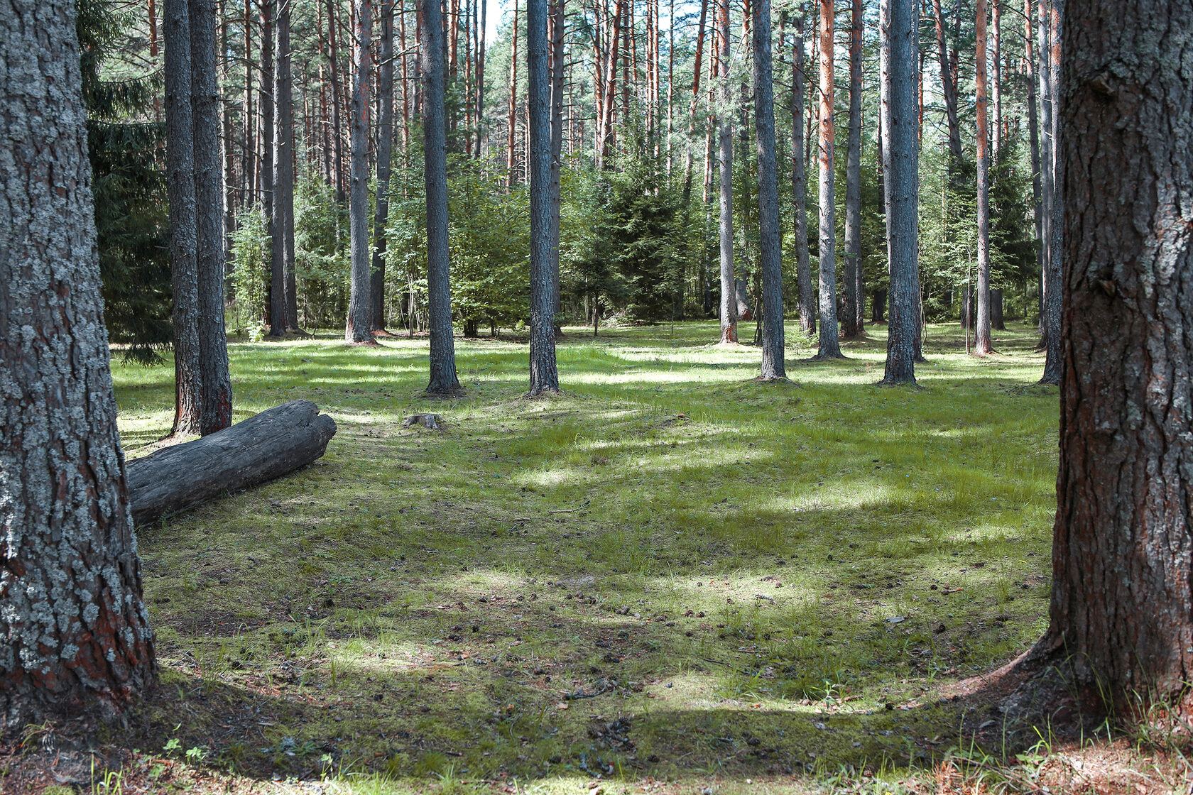 Лесное Тверской Области Фото