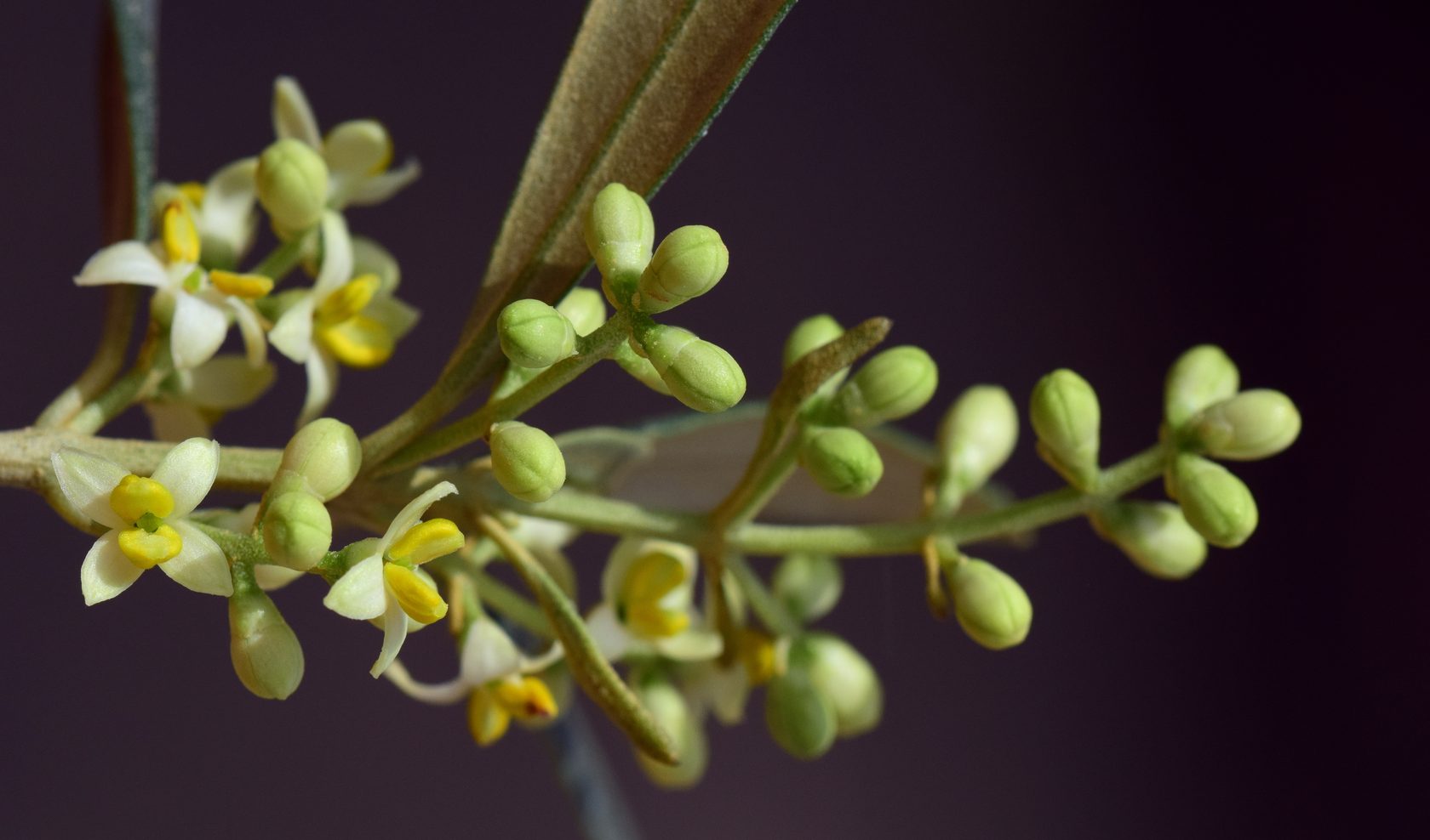 Цветы Оливкового Дерева