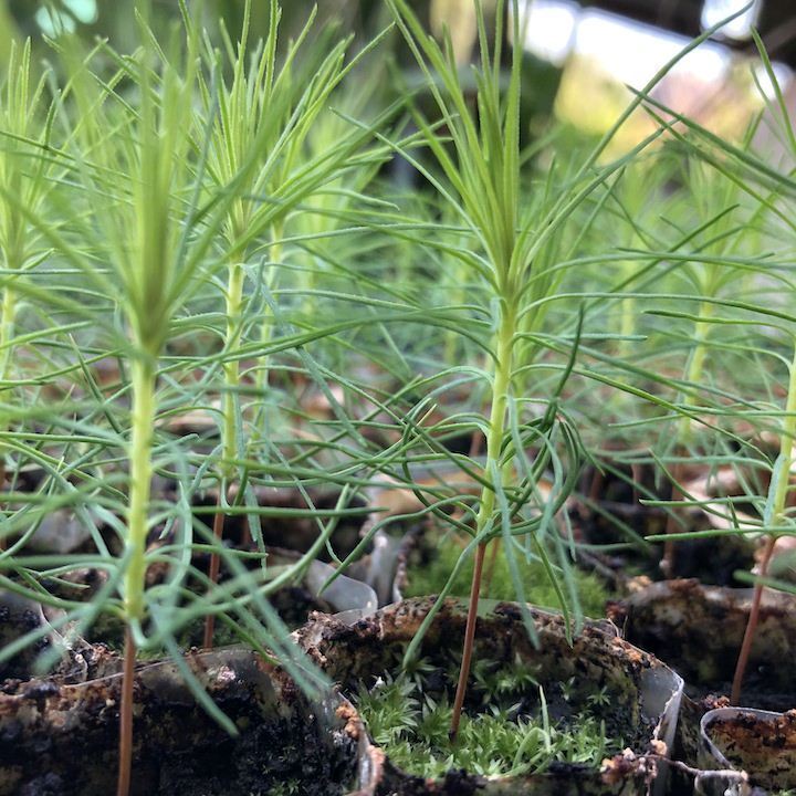 Хвойные сеянцы. Sclerotinia graminearum сеянцы сосны. 3 Летний сеянец сосны. Сеянец сосны первогодка. Сеянцы сосны Окс.