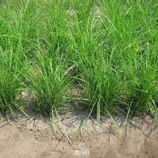 Chufa cyperus esculentus growing plot harvest tubers soil