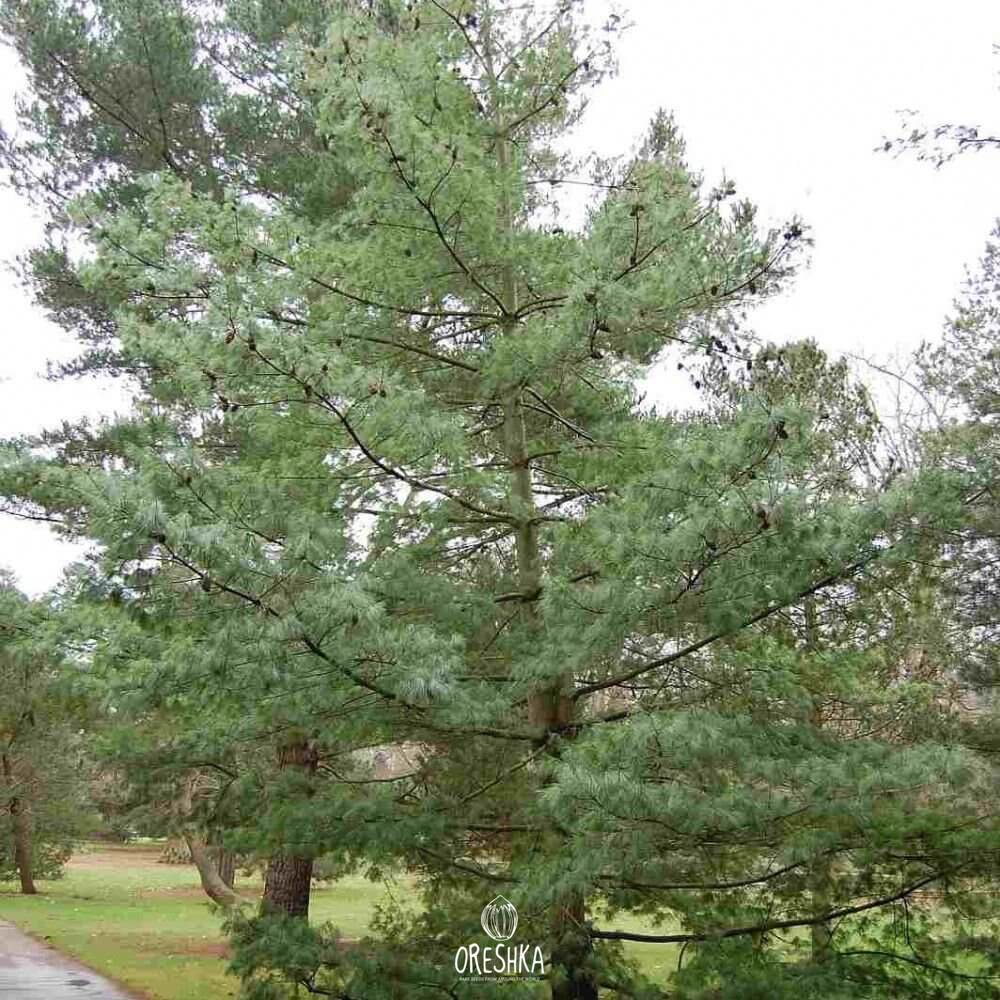 Seeds of Armand Pine (Pinus armandii) — 15 pcs