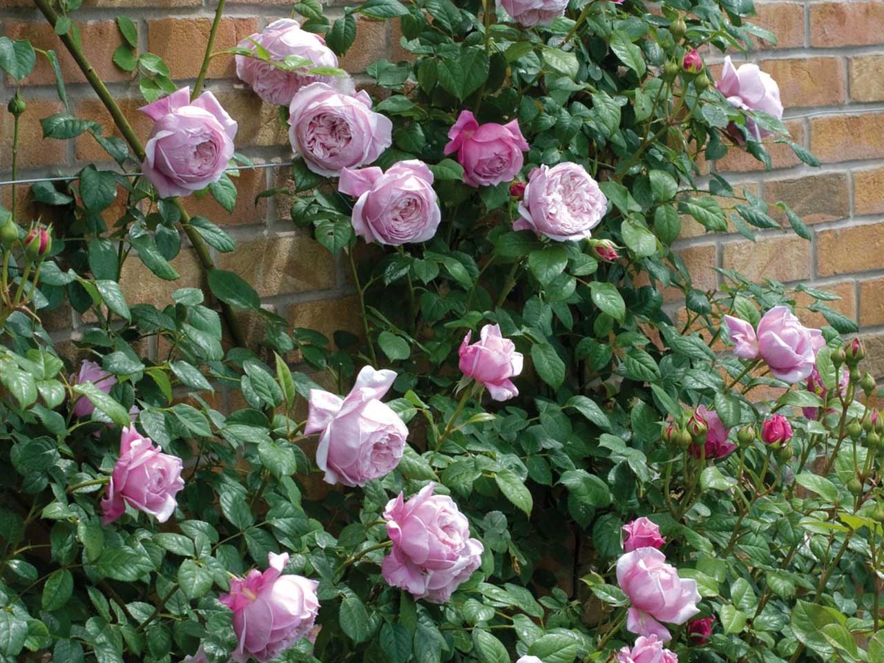 Сибирский сад / Роза Спирит оф Фридом (Английская) 1шт (Сиб сад) Английские. Дек