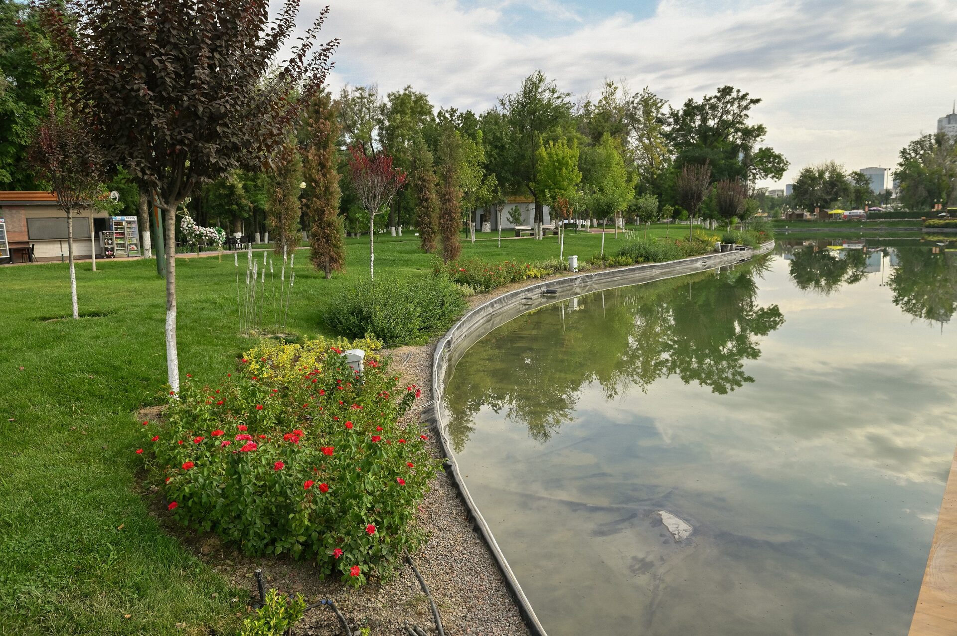 Кусты розы с красными цветками на берегу пруда, у основания видны трубки капельного полива, объект Flowers Garden