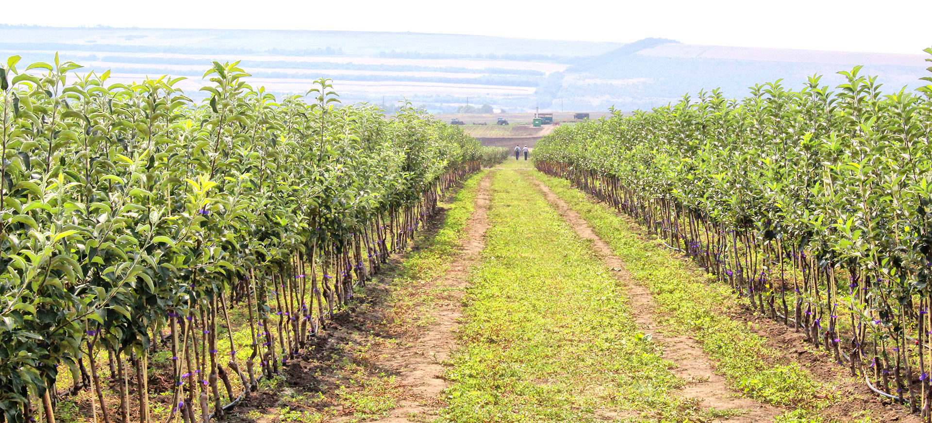 Розовый сад краснодар. Питомники плодовых саженцев в краснодаре. Оздоровленные саженцы плодовых культур. Саженцы крупномеры плодовые деревья. Саженцы плодовых деревьев.
