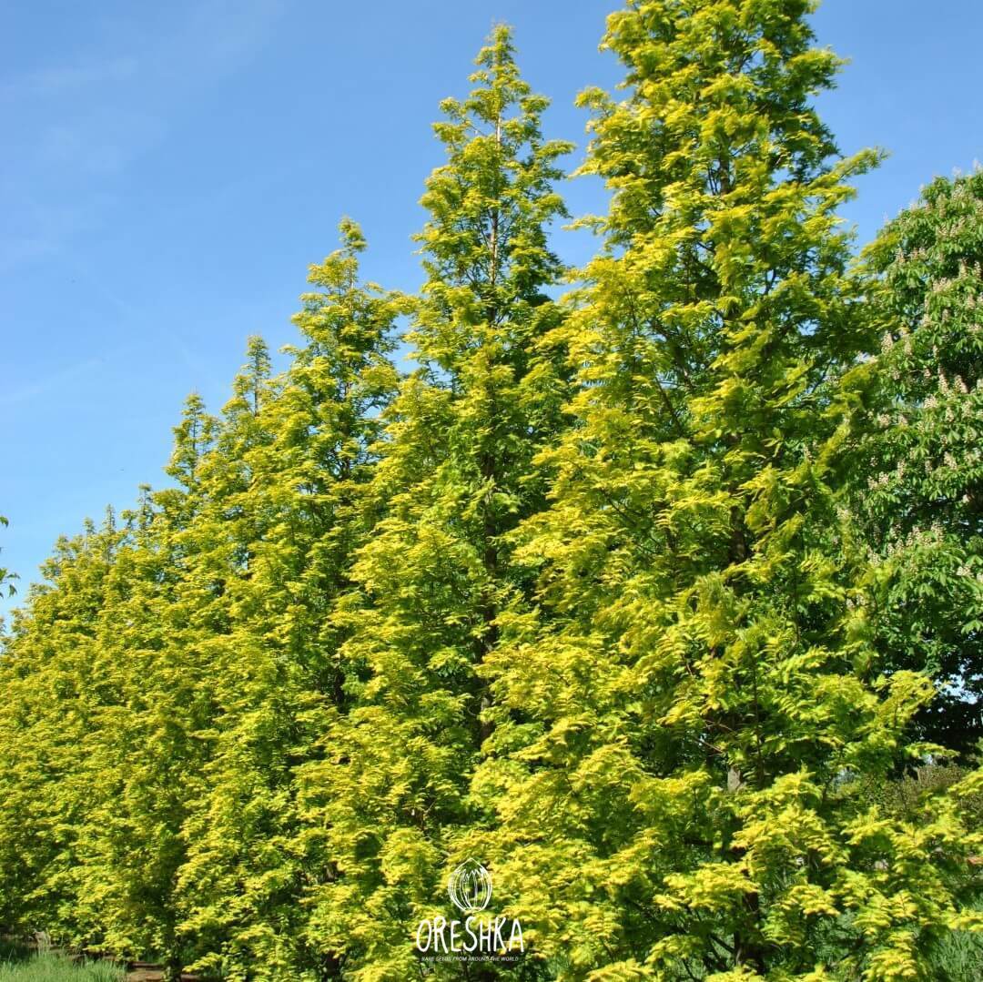 Metasequoia young tree in garden