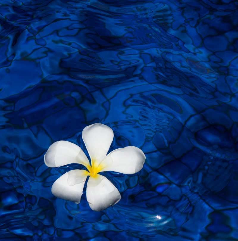 цветок франжипани в воде