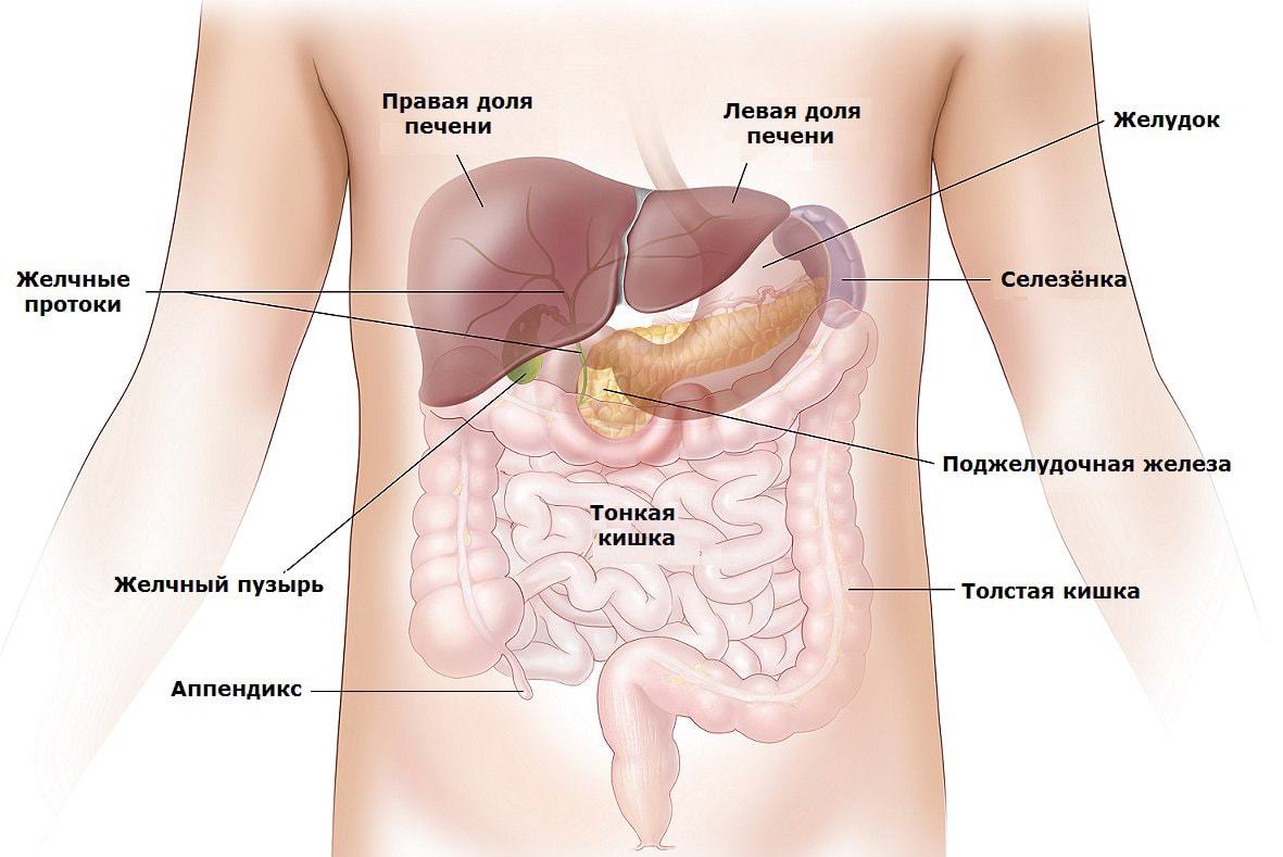 Расположение внутренних органов человека в брюшной полости женщины рисунок слева