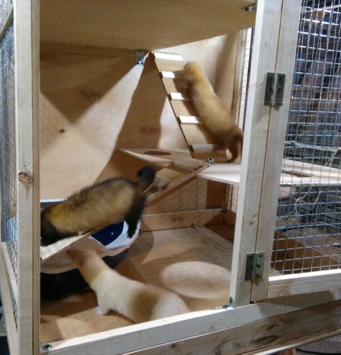 Домашний хорек