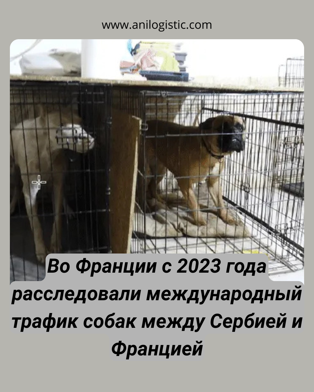 Изъятые собаки в ходе расследования международной незаконной торговли между Сербией и Францией