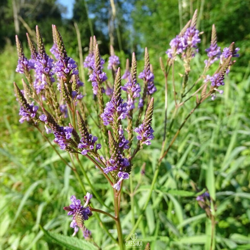 Seeds of common vervain (Verbena officinalis) — 100 pcs